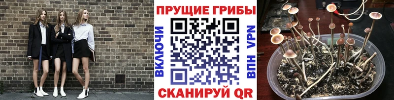 хочу   Петухово  Галлюциногенные грибы ЛСД 